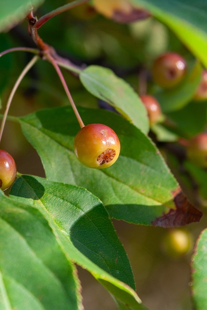 目的进球也 目的进球也