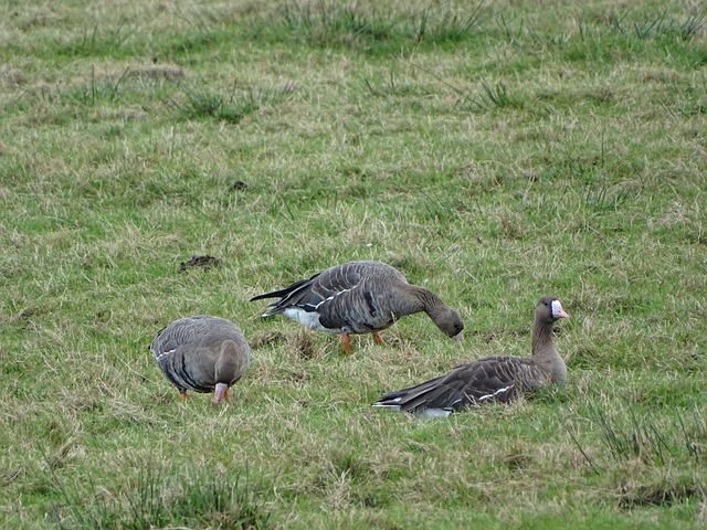 南安普頓 南安普頓